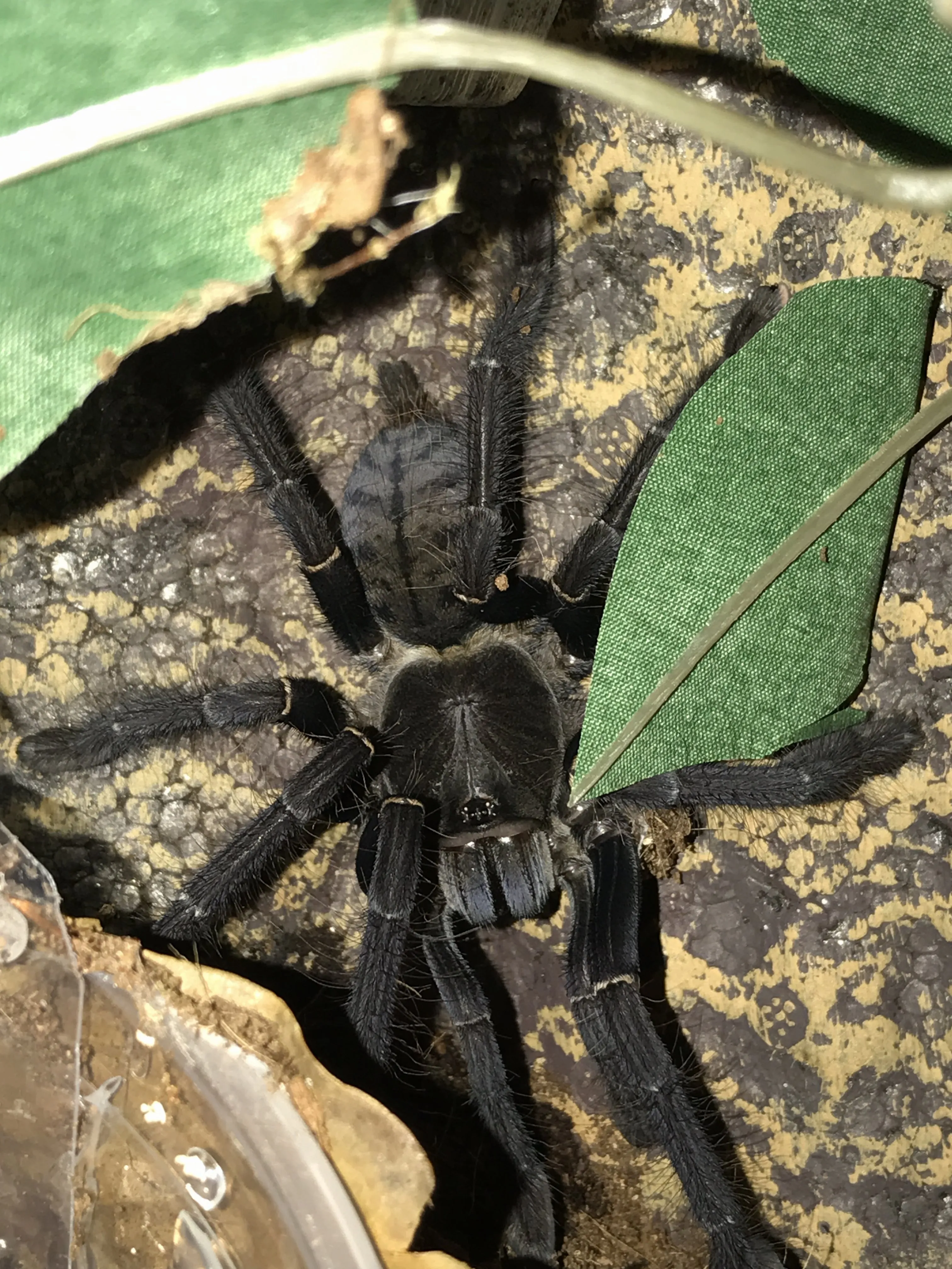 15362 sulawesi tarantula colors