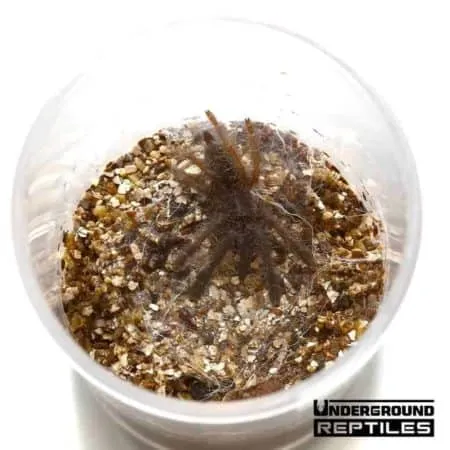 15362 sulawesi tarantula enclosure