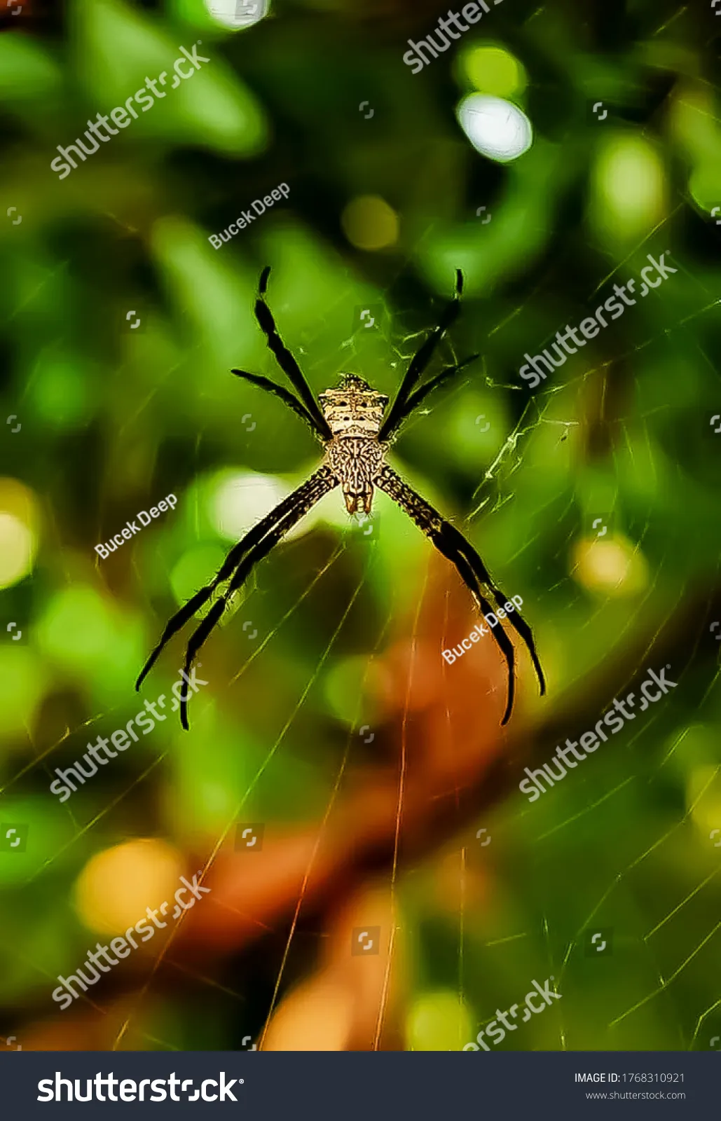 15362 sulawesi tarantula feeding