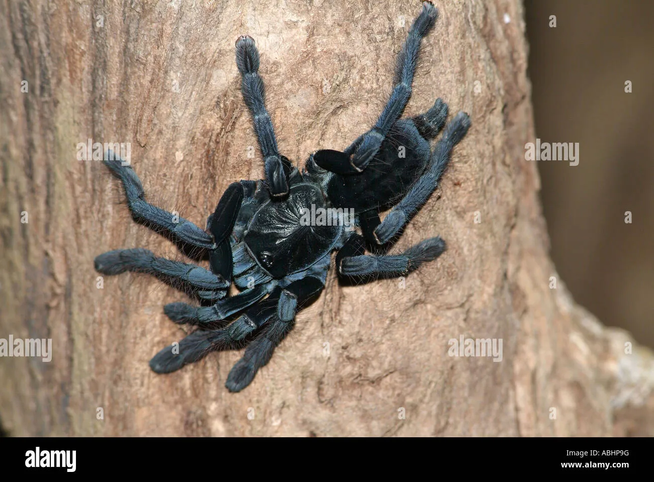 /img/15362-sulawesi-tarantula-health.webp