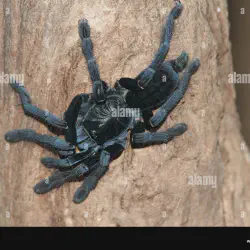 /img/15362-sulawesi-tarantula-health.webp