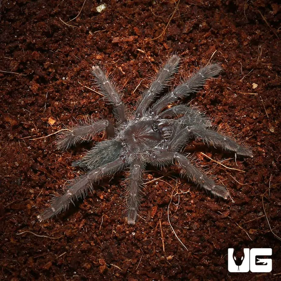 15362 sulawesi tarantula size