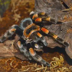 /img/15363-tarantula-eating.webp
