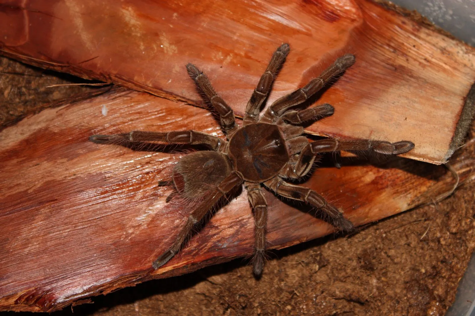 15364 goliath birdeater defensive