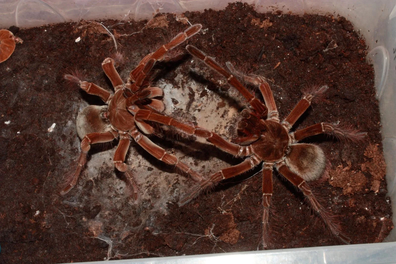 15364 goliath birdeater molting