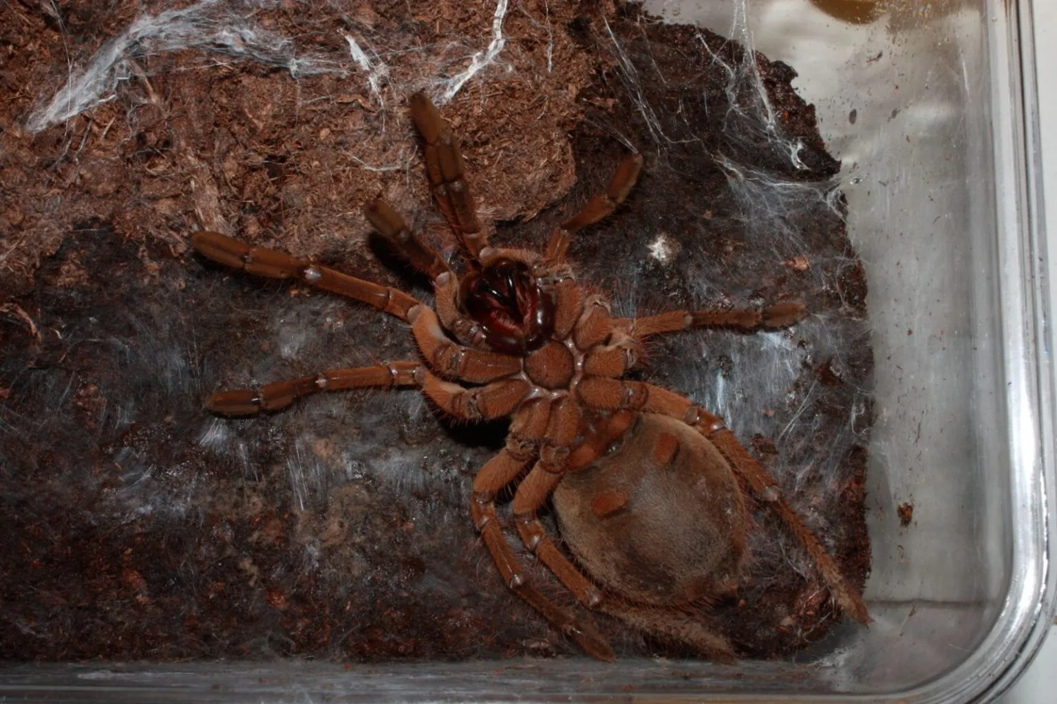 /img/15364-goliath-birdeater-pet.webp
