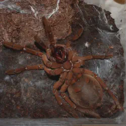 /img/15364-goliath-birdeater-pet.webp