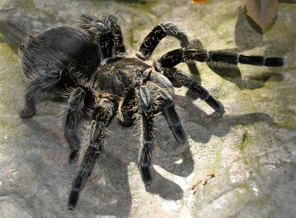 /img/15365-tarantula-handling.webp