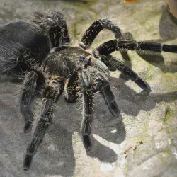 /img/15365-tarantula-handling.webp