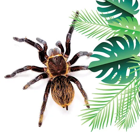 15366 chilean rose tarantula handling