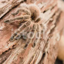 /img/15366-chilean-rose-tarantula-health.webp