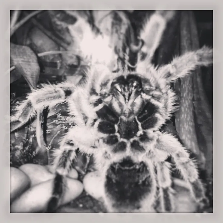 15366 chilean rose tarantula substrate