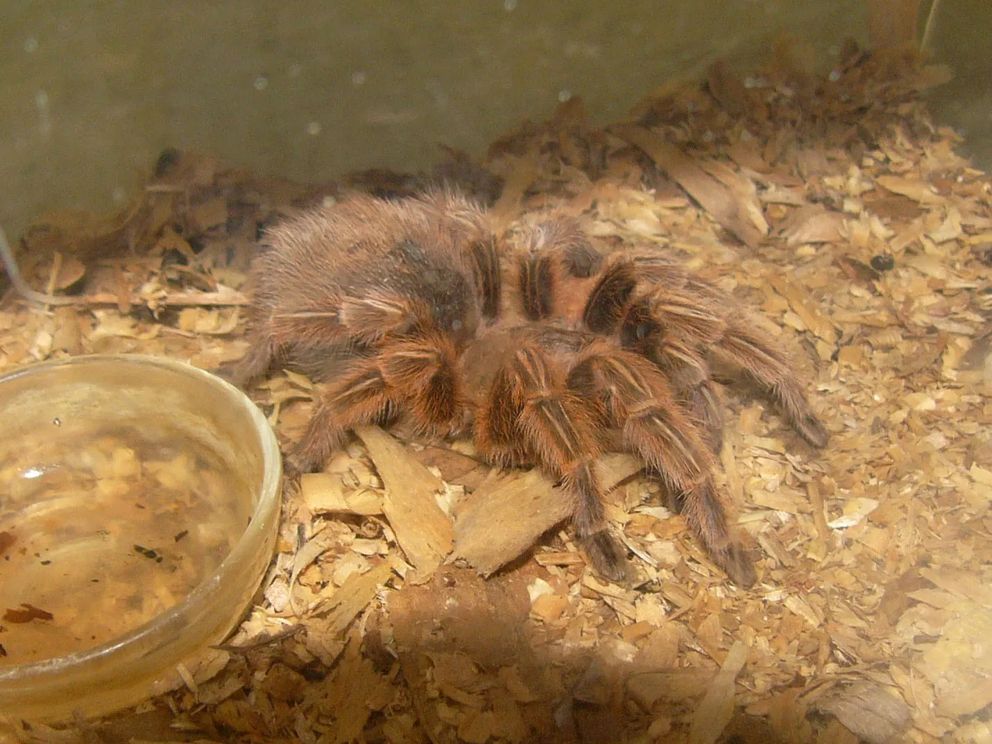 15366 chilean rose tarantula water
