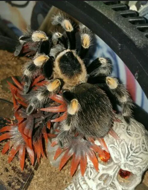 15367 smithi tarantula handling