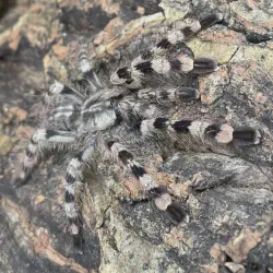 /img/15367-smithi-tarantula-molting.webp