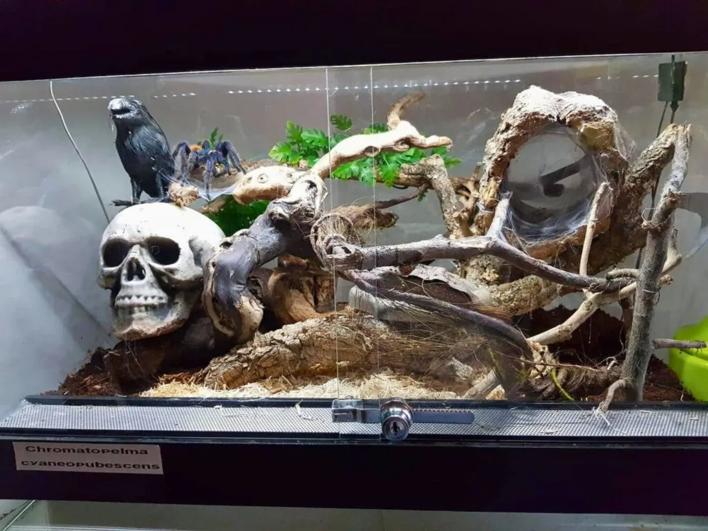 15368 tarantula aquarium humidity