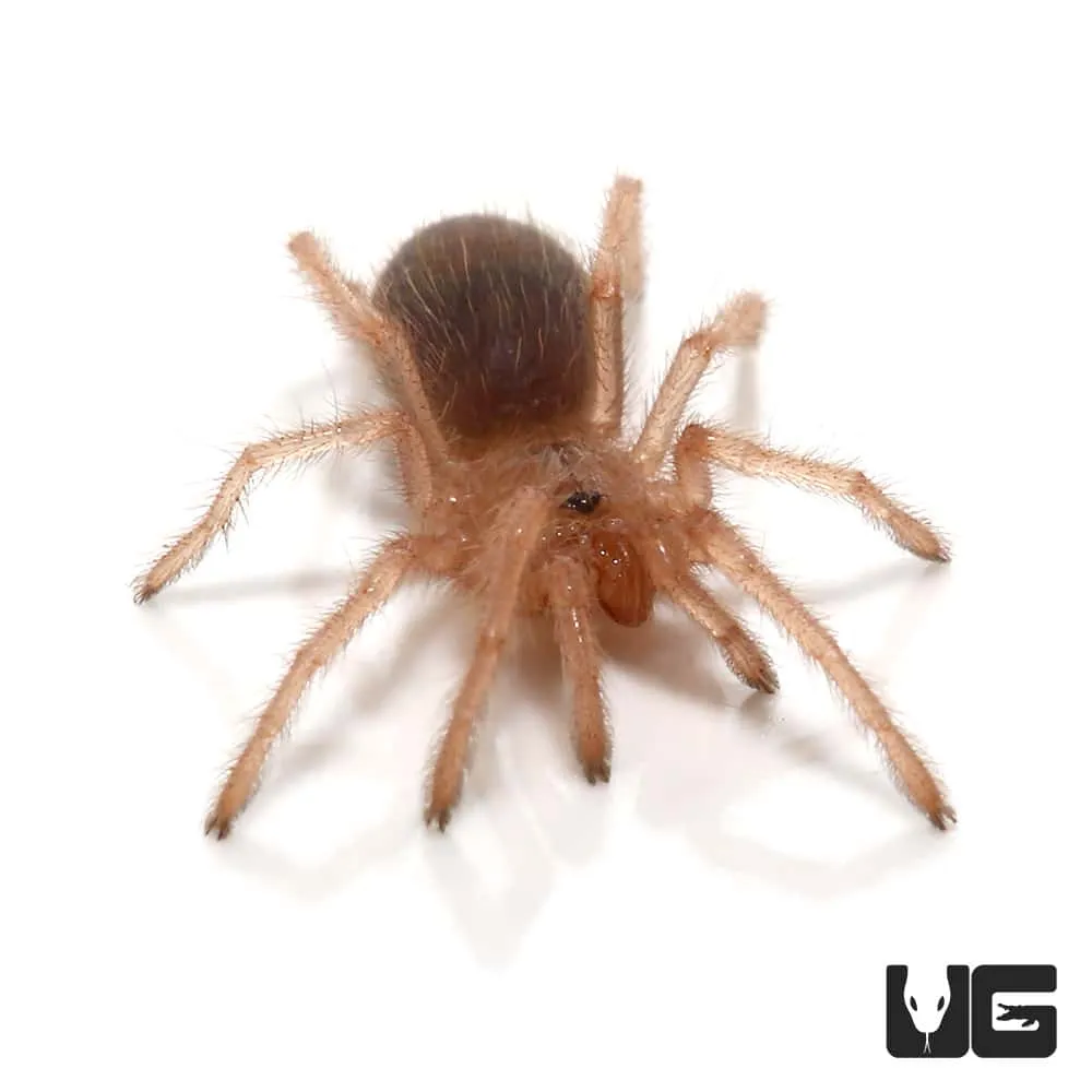 /img/15369-baby-tarantula-substrate.webp