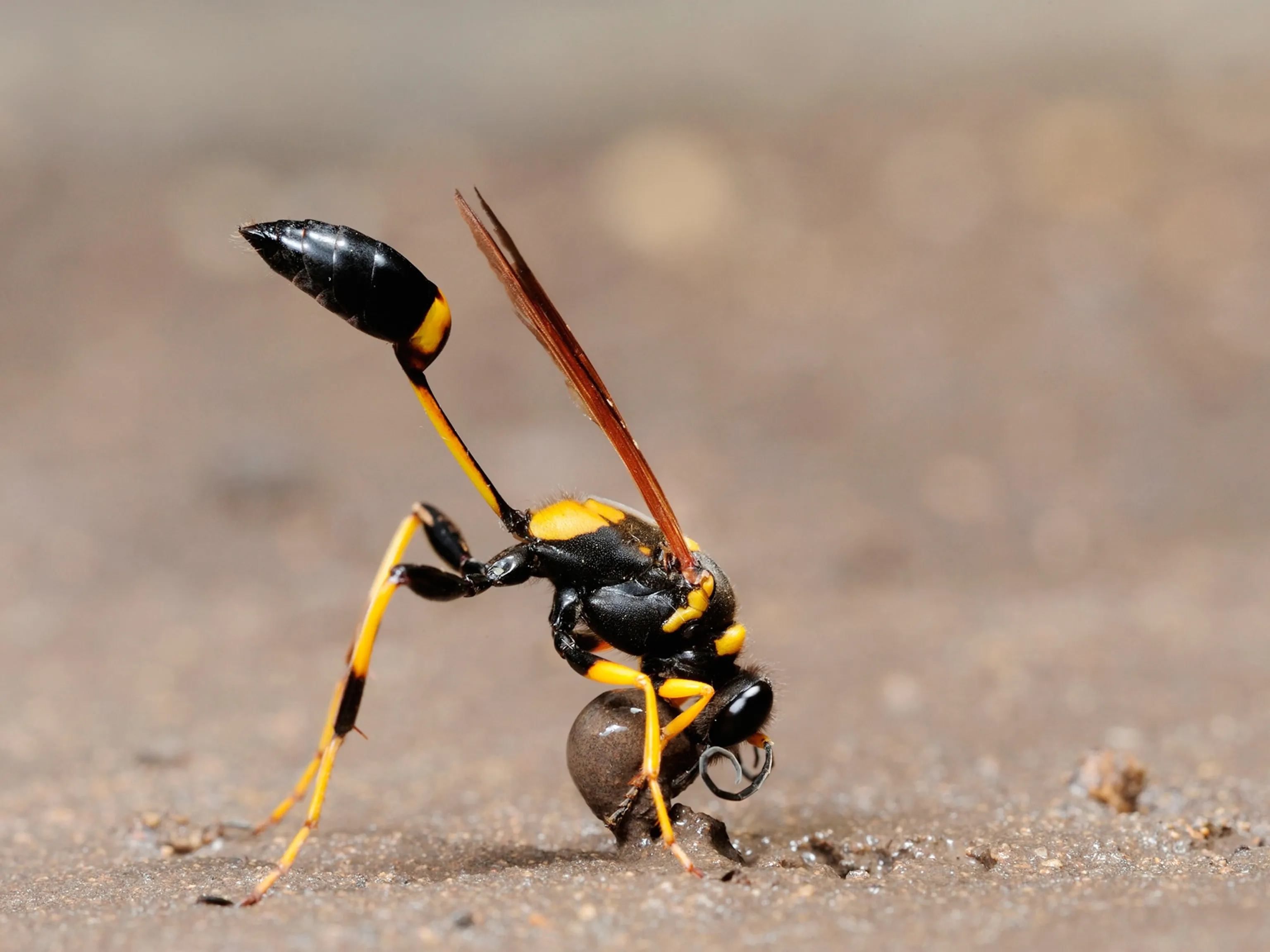 15370 tarantula hawk first aid