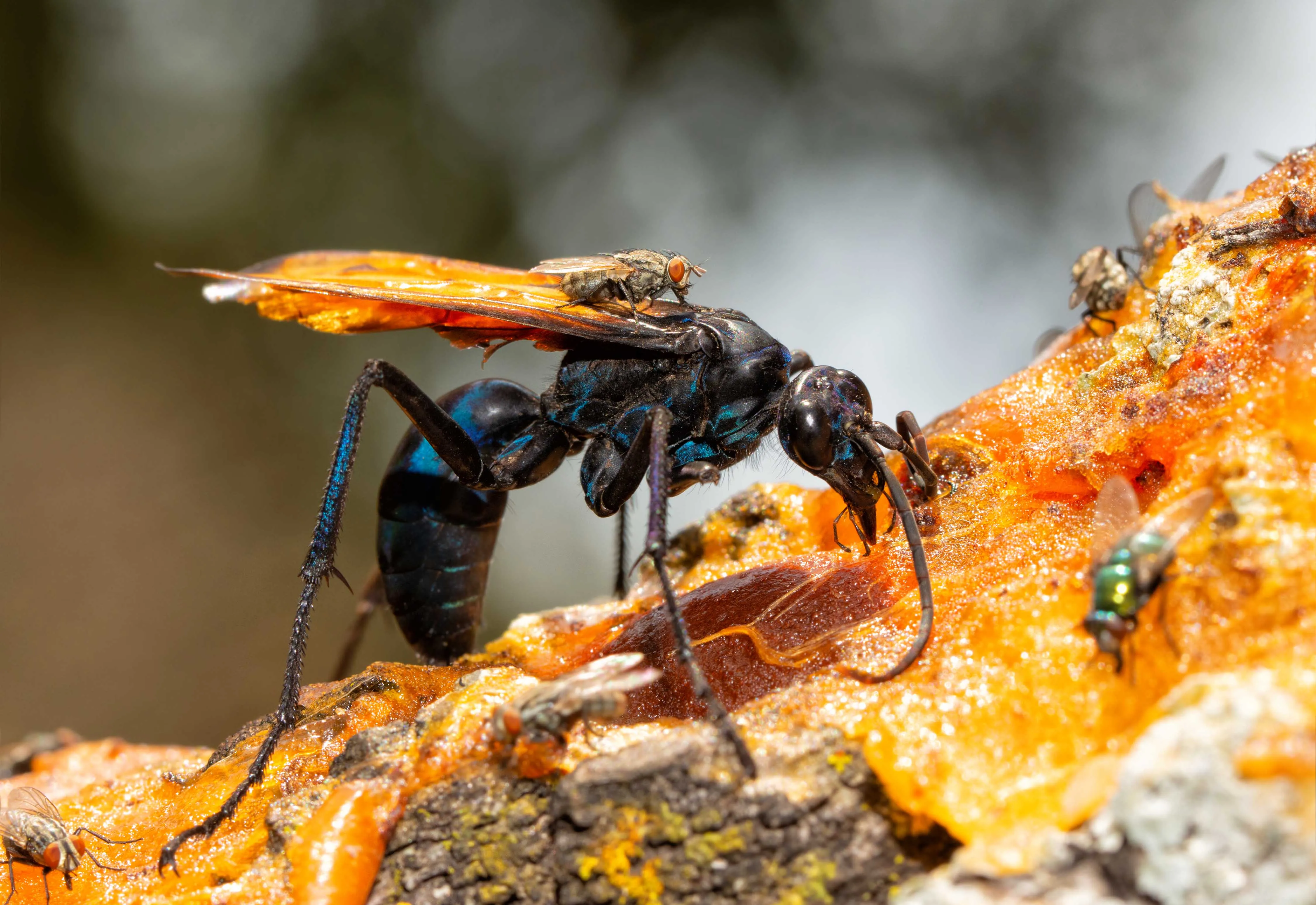 15370 tarantula hawk sting