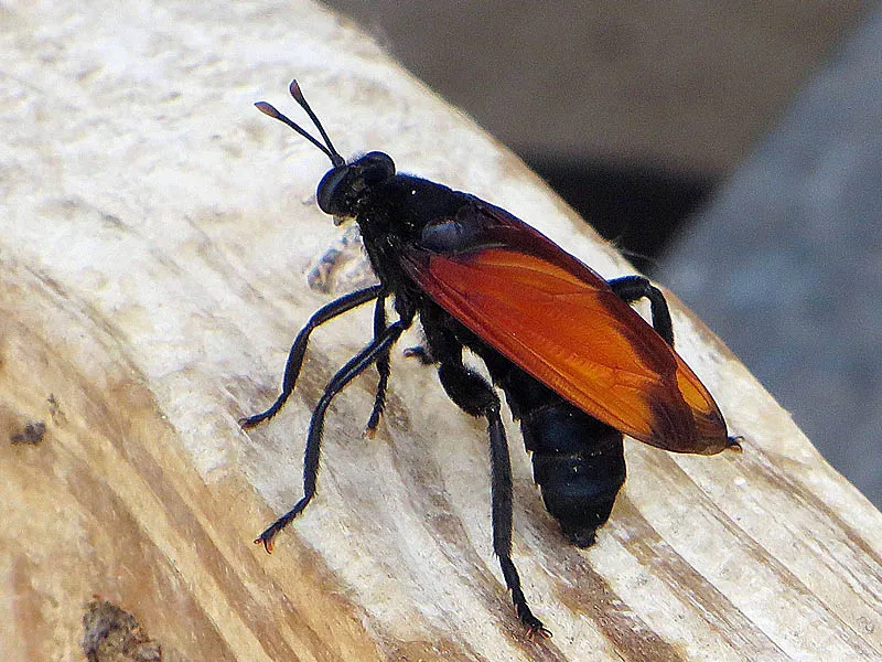 15370 tarantula hawk