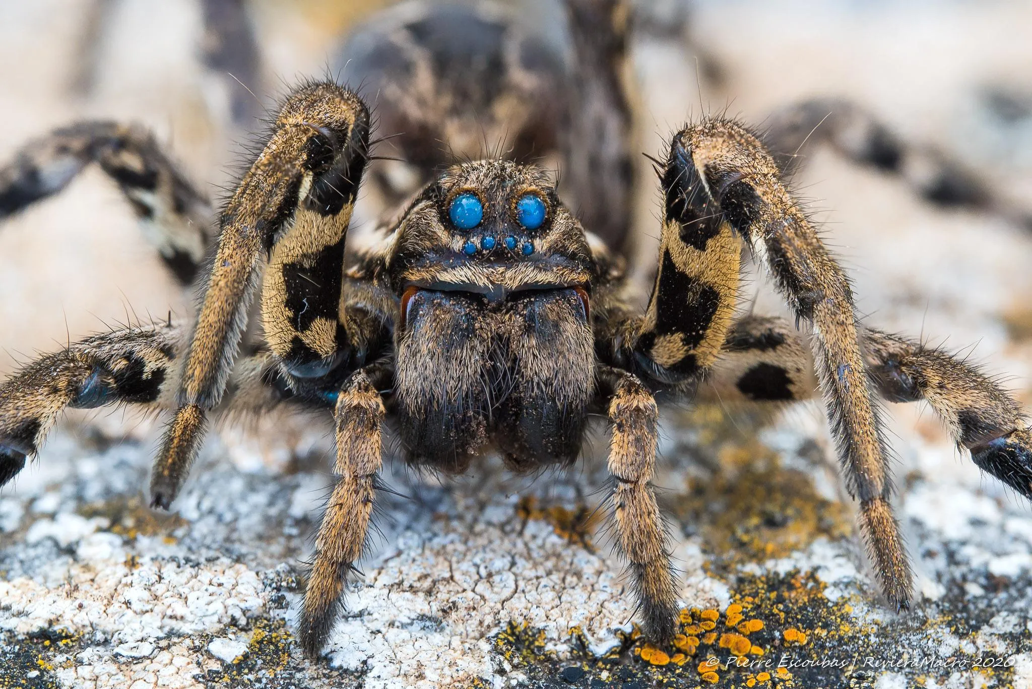 /img/15372-tarantula-nocturnal.webp