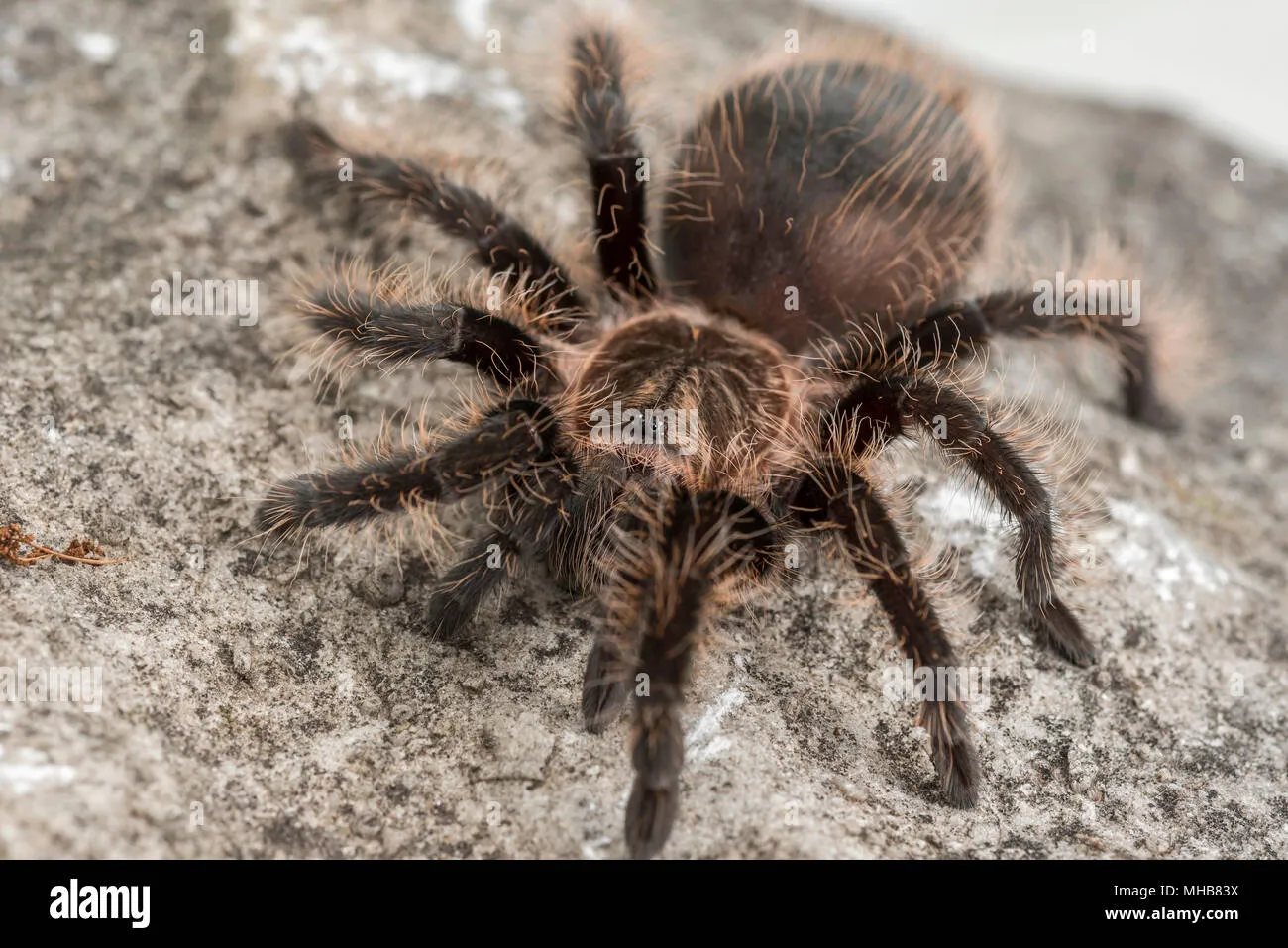 15372 tarantula primary eyes