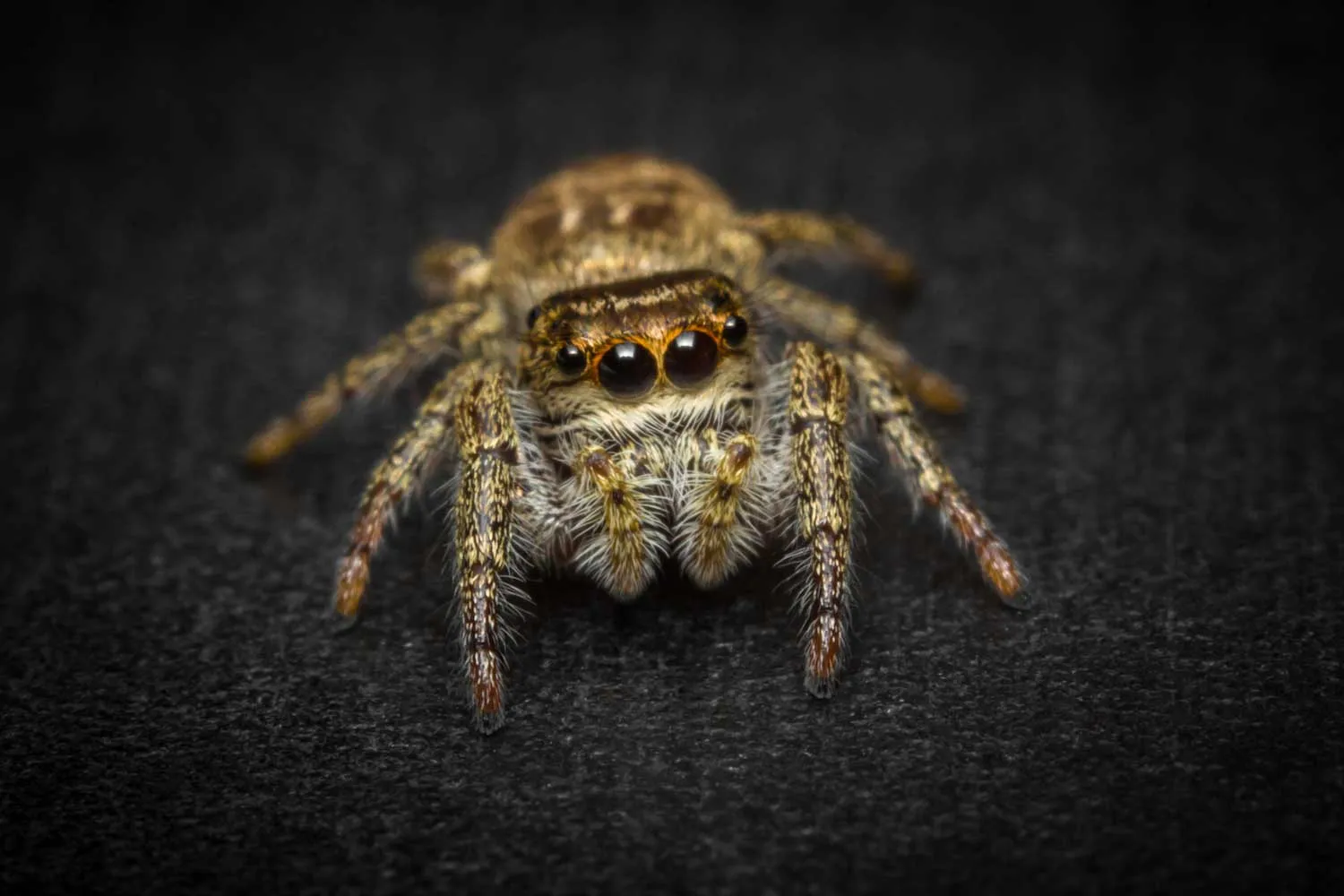 15372 tarantula secondary eyes