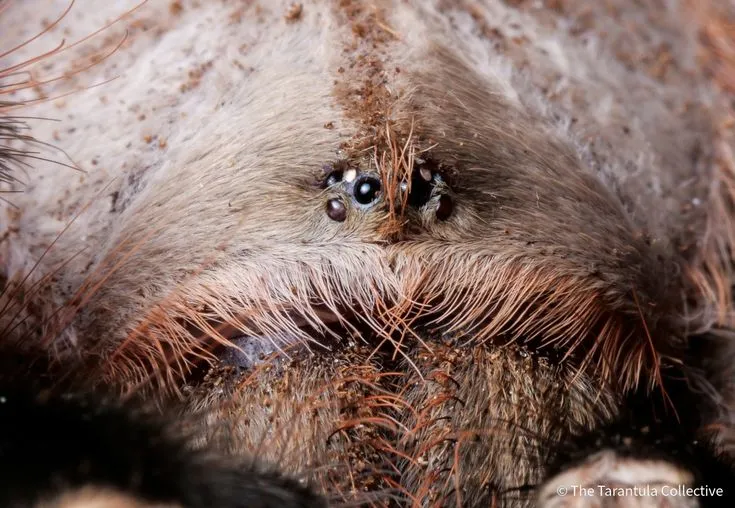 15372 tarantula uv light