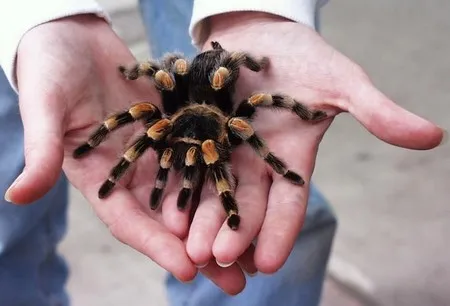 15374 tarantula molting