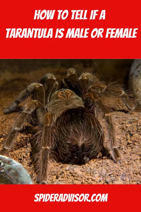 15375 male tarantula