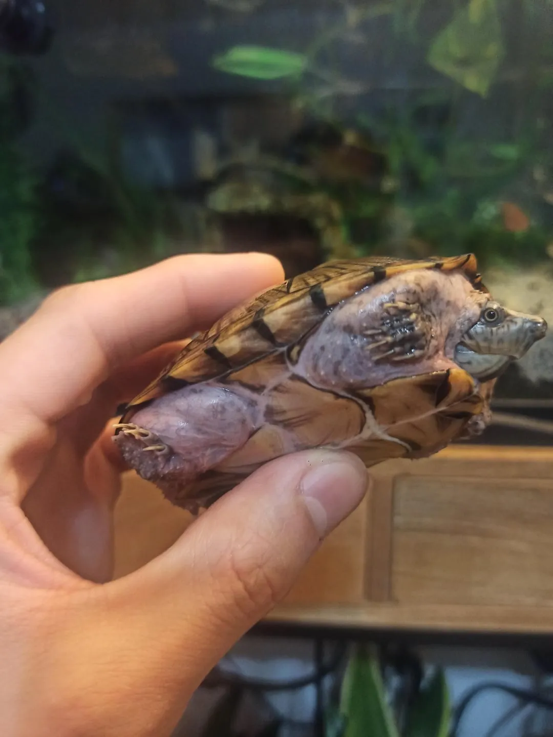 15375 tarantula molt identification