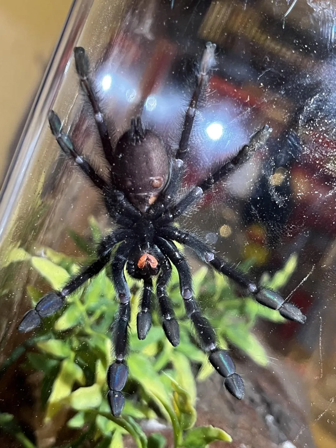 15375 tarantula pedipalps