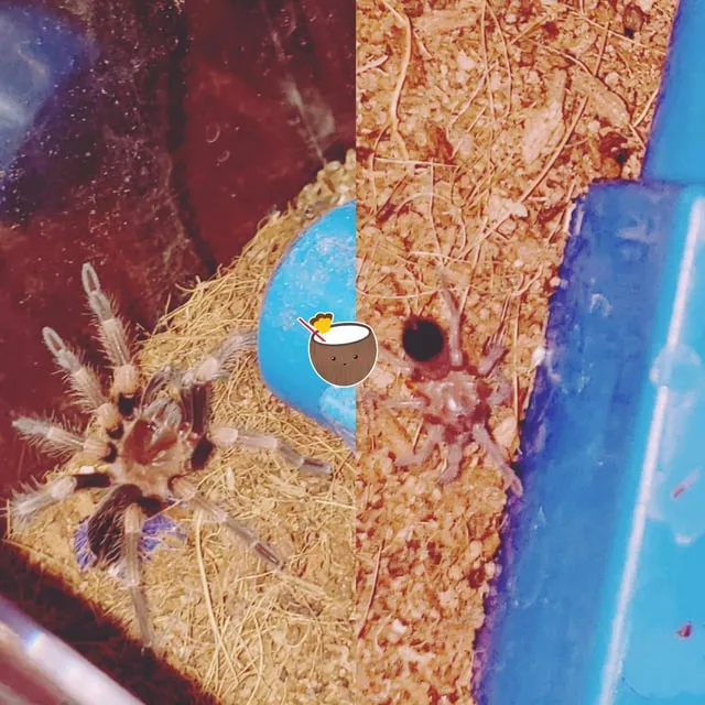 15375 tarantula spermathecae