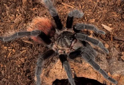 /img/15376-tarantula-safe-handling.webp