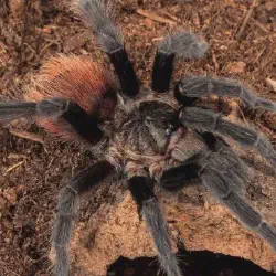 /img/15376-tarantula-safe-handling.webp