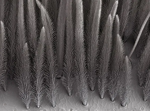 15376 urticating hairs types