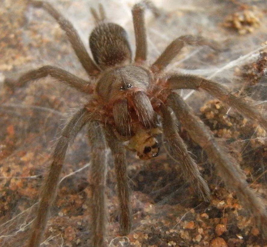 15377 fruit flies spiderling