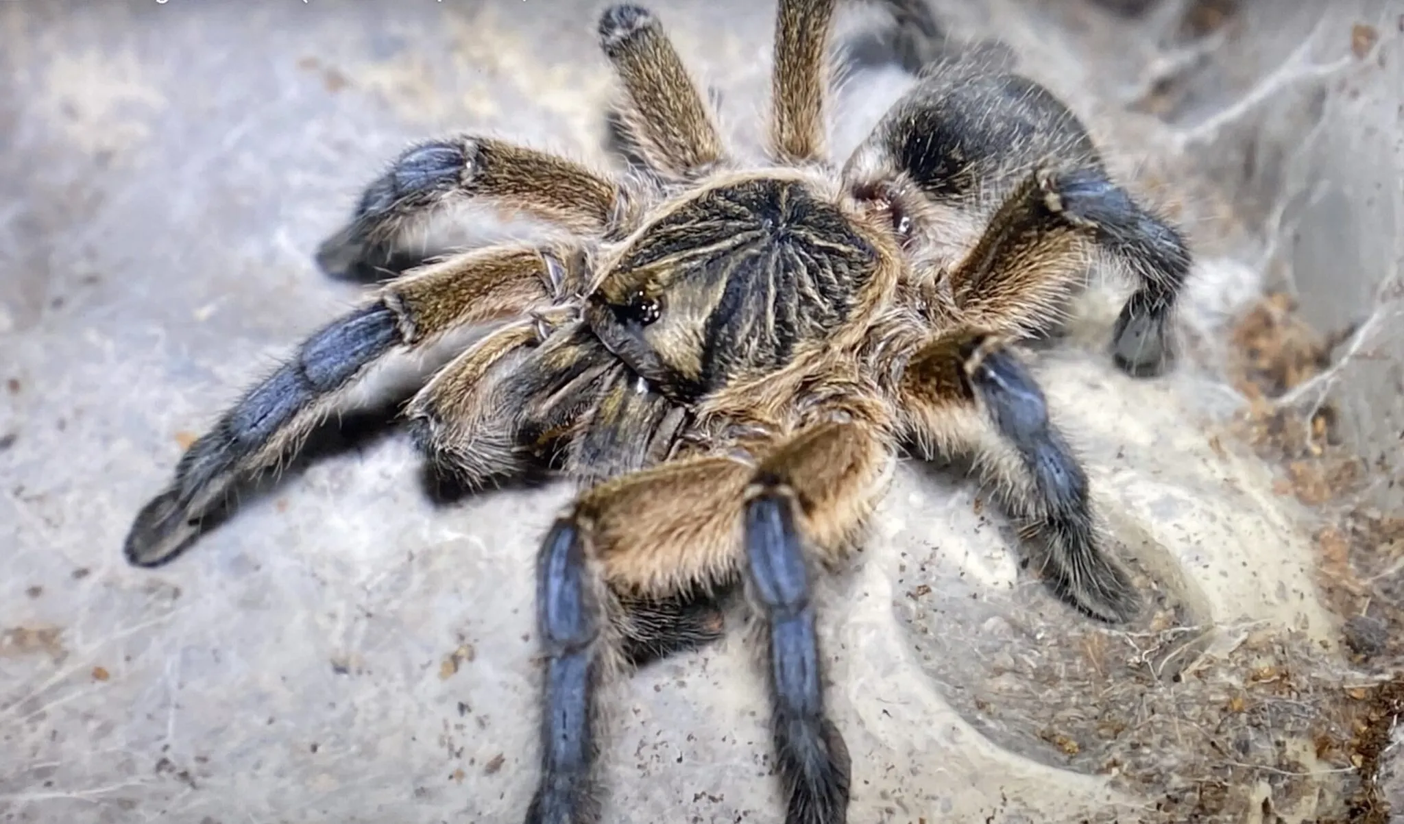 15377 spiderling feeding frequency