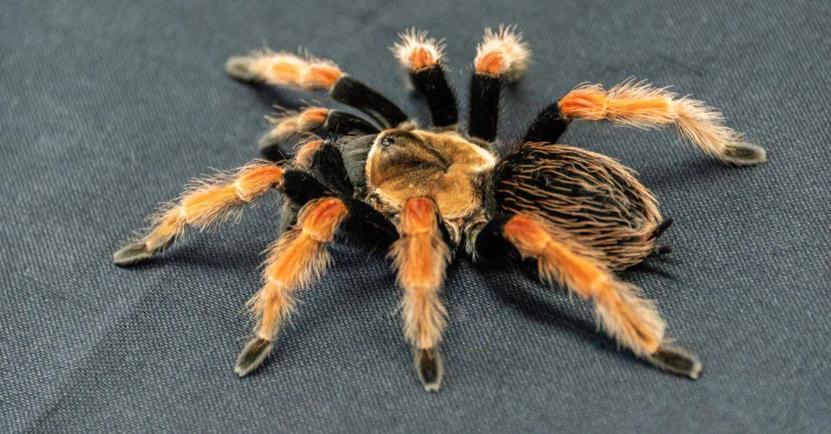 /img/15377-spiderling-underfeeding-overfeeding.webp