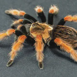 /img/15377-spiderling-underfeeding-overfeeding.webp