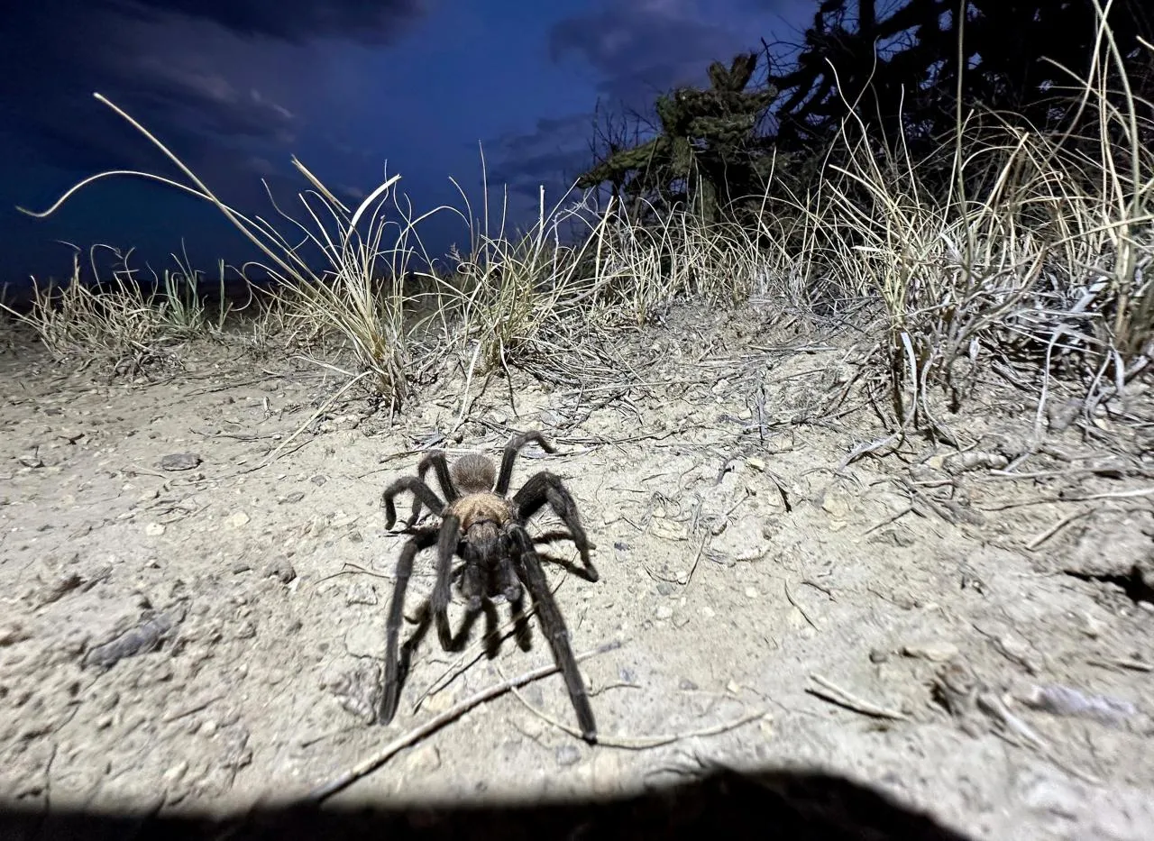 /img/15378-protecting-tarantulas.webp