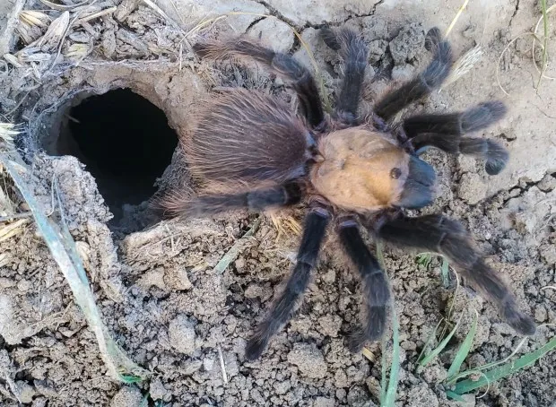 15378 tarantula behavior