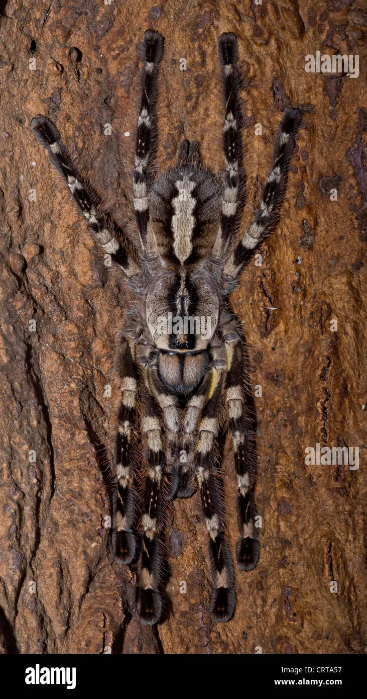 /img/15379-tarantula-bite-india-7.webp