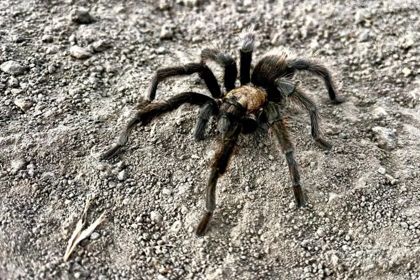 15380 tarantula in habitat