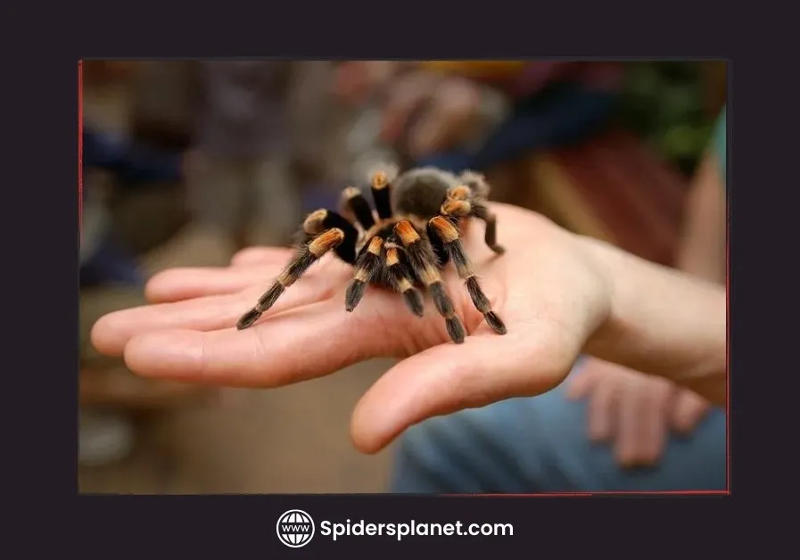 15380 tarantula molting