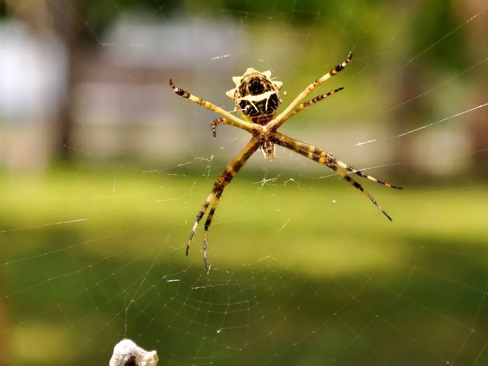 15382 birdeater tarantula web molting