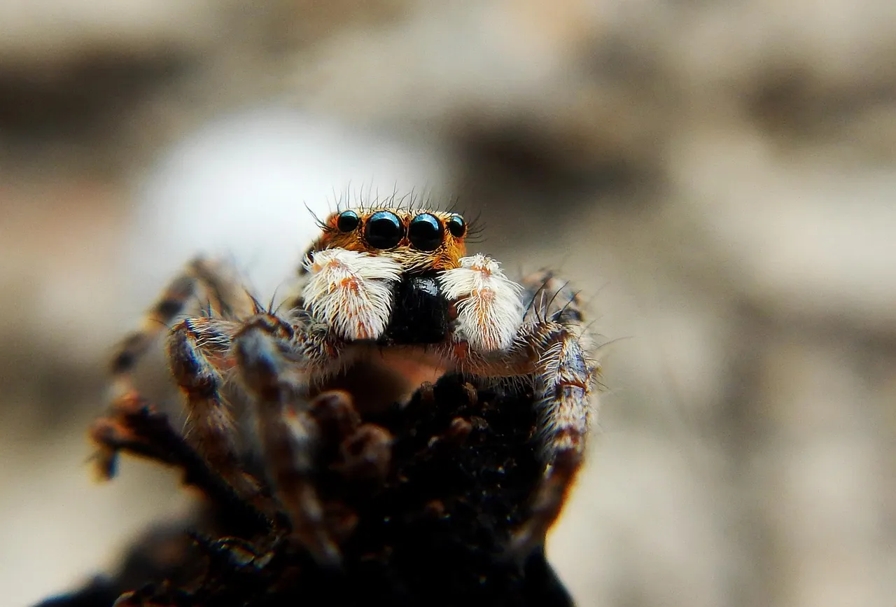15382 birdeater tarantula web prey capture