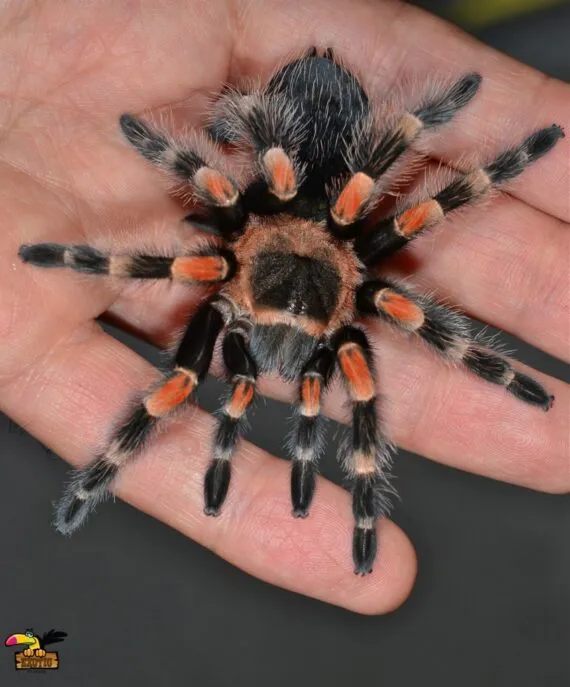/img/15383-redknee-tarantula-handling.webp