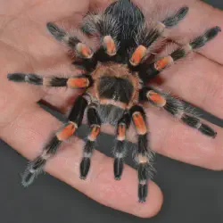 /img/15383-redknee-tarantula-handling.webp