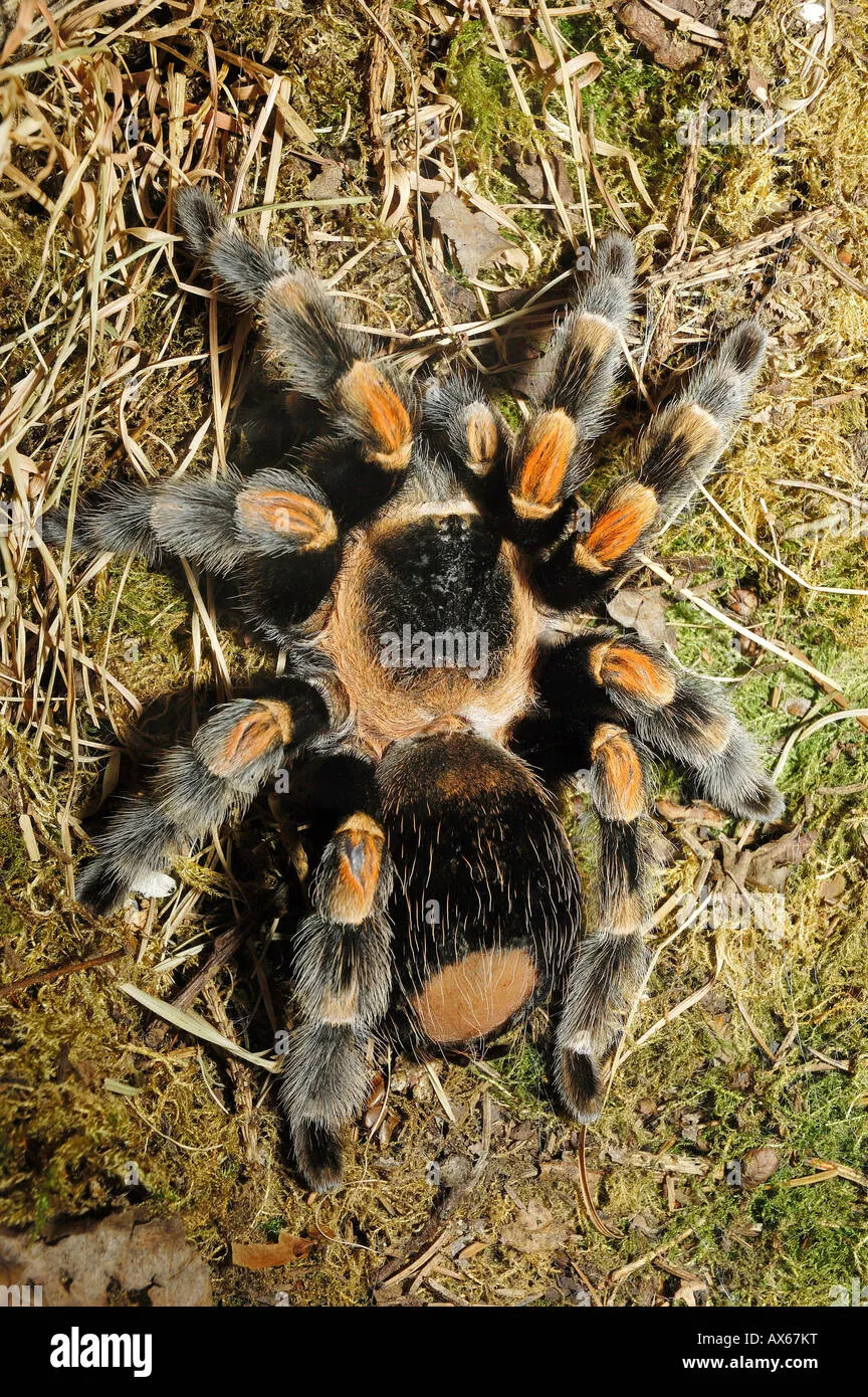 15383 redknee tarantula molting